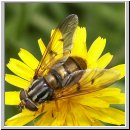 Ferdinandea cuprea - Gemeine Goldschwebfliege w01.jpg